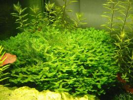   Monosolenium tenerum , submersed; photo copy; Tropica 