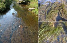   Myriophyllum  sp., submersed, Brisbane, Australia; photo: S.L. Winterton 