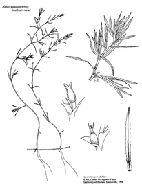   Najas guadalupensis ; drawing copy; University of Florida/IFAS Center for Aquatic and Invasive Plants, used with permission 