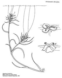   Nechamandra alternifolia ; drawing copy; University of Florida/IFAS Center for Aquatic and Invasive Plants, used with permission 