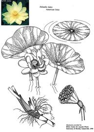   Nelumbo lutea ; drawing copy; University of Florida/IFAS Center for Aquatic and Invasive Plants, used with permission; inset photo copy; W. Justice (Smithsonian Institution) 