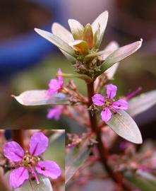   Nesaea pedicellata  emersed flower; photo: S.L. Winterton 