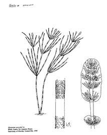   Nitella  sp.; drawing copy; University of Florida/IFAS Center for Aquatic and Invasive Plants, used with permission 