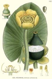   Nuphar lutea ; plate: C.A.M. Lindman quot;Bilder ur Nordens Floraquot; (1901-1905) copy; 1999 Gerhard Keuck 