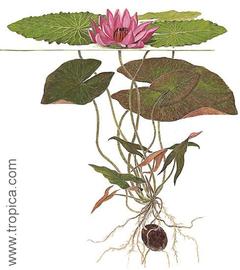   Nymphaea pubescens ; drawing copy; Tropica 