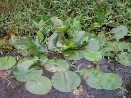   Nymphaea caerulea , floating and emersed; photo: S.L. Winterton 