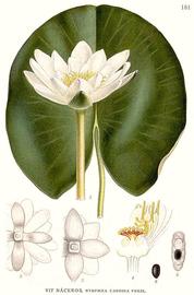   Nymphaea candida ; plate: C.A.M. Lindman quot;Bilder ur Nordens Floraquot; (1901-1905) copy; 1999 Gerhard Keuck 