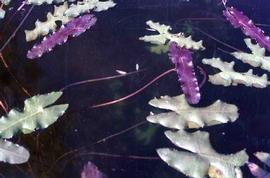   Nymphaea purpurea  leaves, floating; photo copy; D. Wilson 