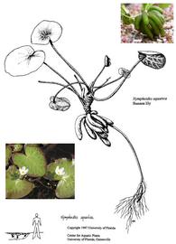   Nymphoides aquatica ; insets: flowers and banana-shaped tubers; drawing copy; University of Florida/IFAS Center for Aquatic and Invasive Plants, used with permission; inset photo: S.L. Winterton 