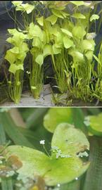   Nymphoides minima  submersed plants (top), floating leaf and flower (bottom); photo copy; D. Wilson 