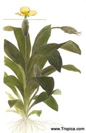   Ottelia ulvifolia ; drawing copy; Tropica 