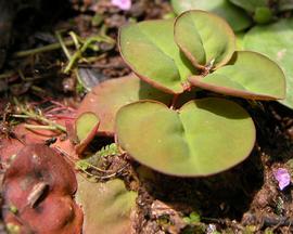   Phyllanthus fluitans , emersed on mud; photo: S.L. Winterton 