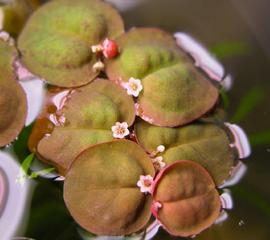   Phyllanthus fluitans , floating; photo: S.L. Winterton 