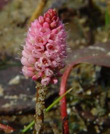   Persicaria amphibia  inflorescence; photo copy; D. Tenaglia 