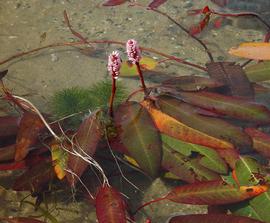   Persicaria amphibia , submersed with emersed inflorescence, North Carolina, U.S.; photo copy; D. Tenaglia 