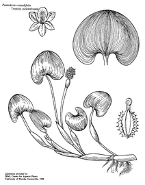   Pontederia rotundifolia ; drawing copy; University of Florida/IFAS Center for Aquatic and Invasive Plants, used with permission 