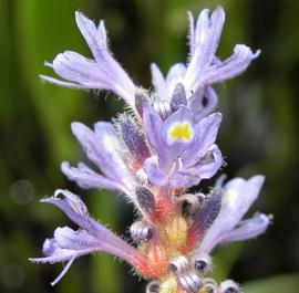   Pontederia cordata  flower; photo: S.L. Winterton 