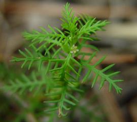   Proserpinaca pectinata  stem apex; photo copy; D. Tenaglia 