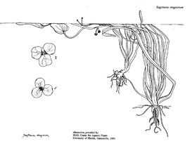   Sagittaria stagnorum ; drawing copy; University of Florida/IFAS Center for Aquatic and Invasive Plants, used with permission 