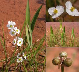   Sagittaria  sp., North Carolina, U.S.; photo: S.L. Winterton 