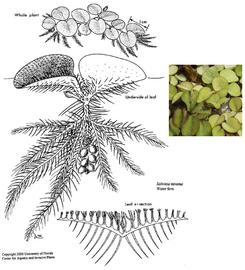   Salvinia minima  (= S. rotundifolia ); drawing copy; University of Florida/IFAS Center for Aquatic and Invasive Plants, used with permission; inset photo: S.L. Winterton 