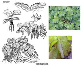   Salvinia molesta ; drawing copy; University of Florida/IFAS Center for Aquatic and Invasive Plants, used with permission; inset photos copy; S. Navie 