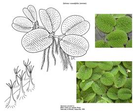   Salvinia rotundifolia ; drawing copy; University of Florida/IFAS Center for Aquatic and Invasive Plants, used with permission; inset photos: S.L. Winterton 