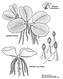   Salvinia rotundifolia, S. molesta, S. auriculata ; drawing copy; University of Florida/IFAS Center for Aquatic and Invasive Plants, used with permission 