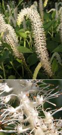   Saururus cernuus  spike (above) and individual flowers (below); photos: S.L. Winterton 