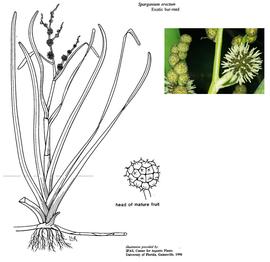   Sparganium erectum ; drawing copy; University of Florida/IFAS Center for Aquatic and Invasive Plants, used with permission; inset photo copy; M. Storey 