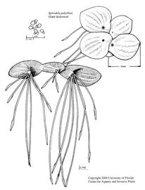   Spirodela polyrrhiza ; drawing copy; University of Florida/IFAS Center for Aquatic and Invasive Plants, used with permission 