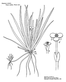   Stratiotes aloides ; drawing copy; University of Florida/IFAS Center for Aquatic and Invasive Plants, used with permission 