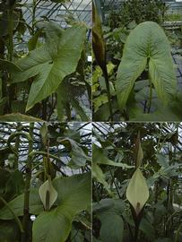   Urospatha grandis  leaf and inflorescence; photos copy; D. Scherberich 