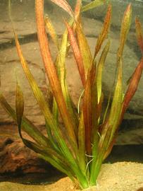   Vallisneria nana , submersed, Howard River, Australia; photo copy; C. Niautou 