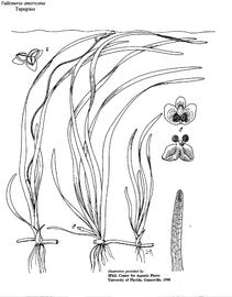   Vallisneria americana ; drawing copy; University of Florida/IFAS Center for Aquatic and Invasive Plants, used with permission 