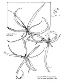   Wolffiella floridana ; drawing copy; University of Florida/IFAS Center for Aquatic and Invasive Plants, used with permission 