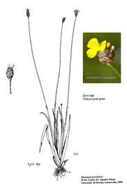   Xyris  sp.; drawing copy; University of Florida/IFAS Center for Aquatic and Invasive Plants, used with permission; inset photo copy; J.R. Manhart 