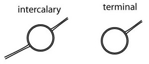 intercalary vs terminal