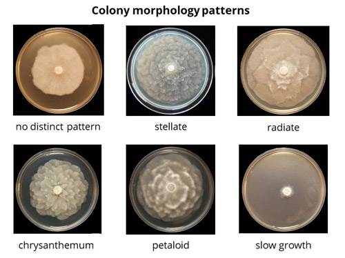 colony morphology