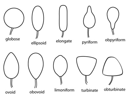 Phytophthora sporangia shapes