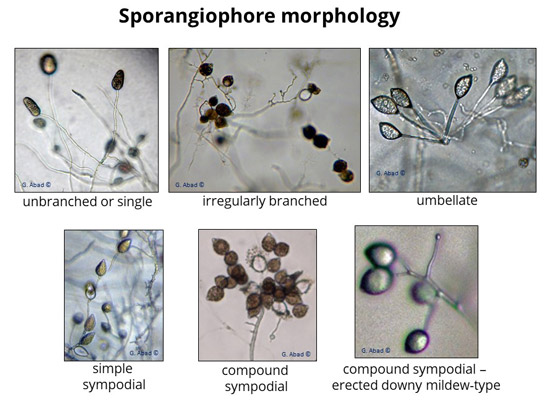 Phytophthora sporangiophore