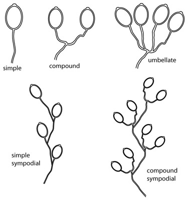 Phytophthora sporangiophore