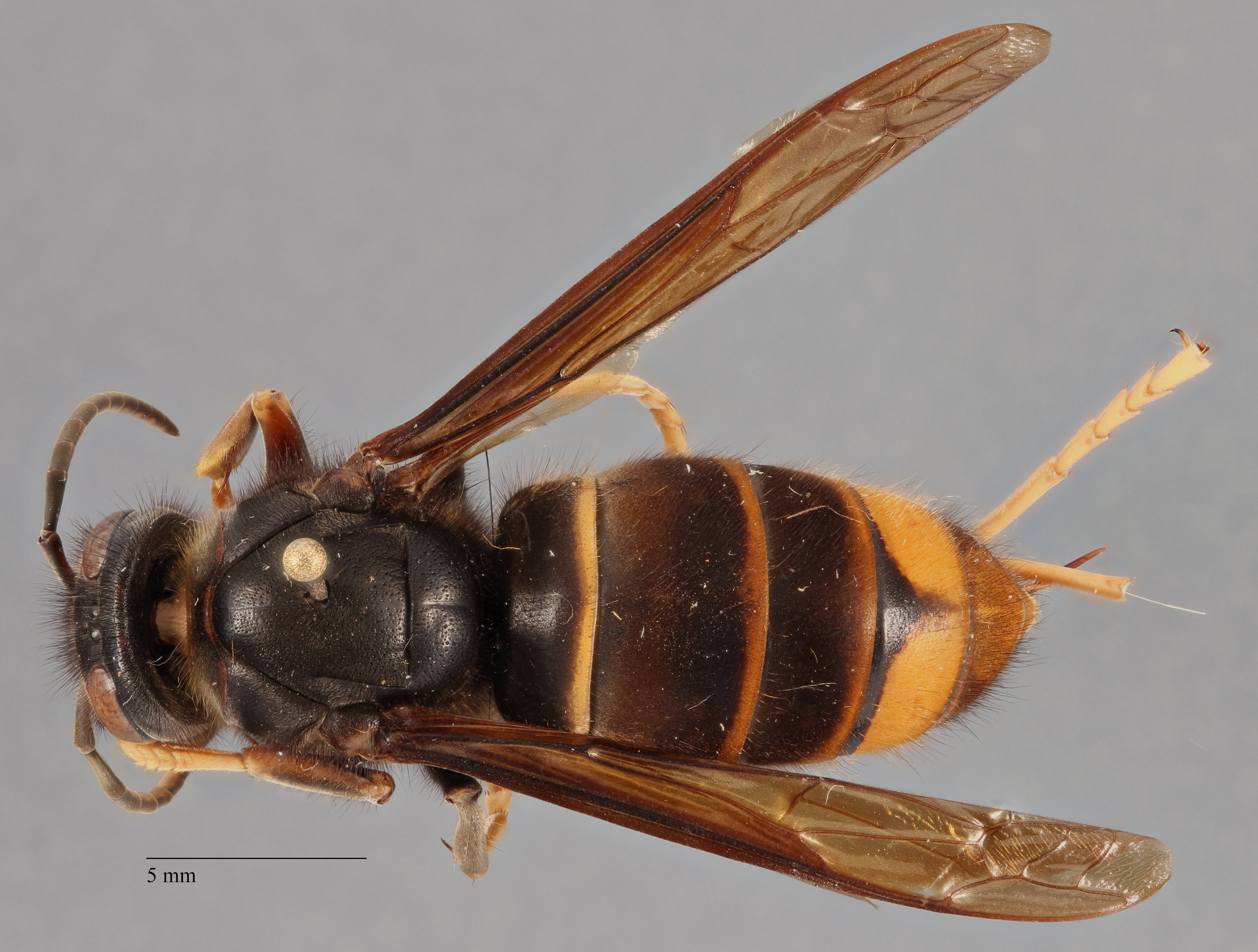 vespa-velutina-wikip-dia-frelon-asiatique-photo-g-ant-le
