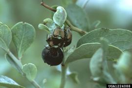  Japanese beetle; photo by Jerry A. Payne, USDA Agricultural Research Service, Bugwood.org 
