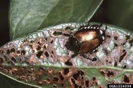  Japanese beetle damage to blueberry; photo by Jerry A. Payne, USDA Agricultural Research Service, Bugwood.org 
