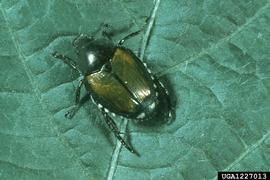  Japanese beetle; photo by Jerry A. Payne, USDA Agricultural Research Service, Bugwood.org 
