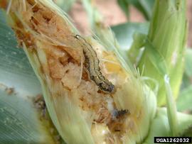  Cotton bollworm larva; photo by Antoine Guyonnet, Lépidoptères Poitou-Charentes, Bugwood.org 
