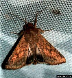  Cotton bollworm adult; photo by Antoine Guyonnet, Lépidoptères Poitou-Charentes, Bugwood.org 
