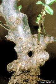  Citrus long-horned beetle damage; photo by National Plant Protection Organization, the Netherlands, Bugwood.org 
