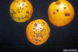  Citrus black spot symptoms on orange; P. Barkley, Biological and Chemical Research Institute, Bugwood.org 
